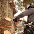 Cutting Tree Branches: 10 Best Tips for Removing Tree Limbs