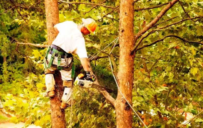 Cutting Tree Branches: 10 Best Tips for Removing Tree Limbs
