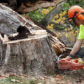 A Guide of Cutting Down a Tree in Sections-7 Efficient Tips