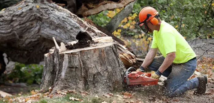 A Guide of Cutting Down a Tree in Sections-7 Efficient Tips