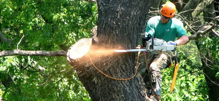 Emergency Tree Removal Near Me: Professional Services (2021)
