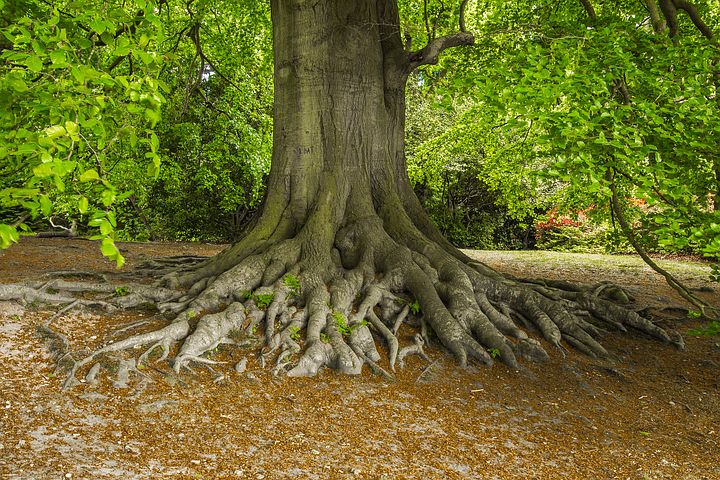 2+Top Ways How To Deal With Exposed Tree Roots - Best Tips