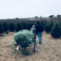 Where To Cut Your Own Christmas Tree - 8 Basic Places