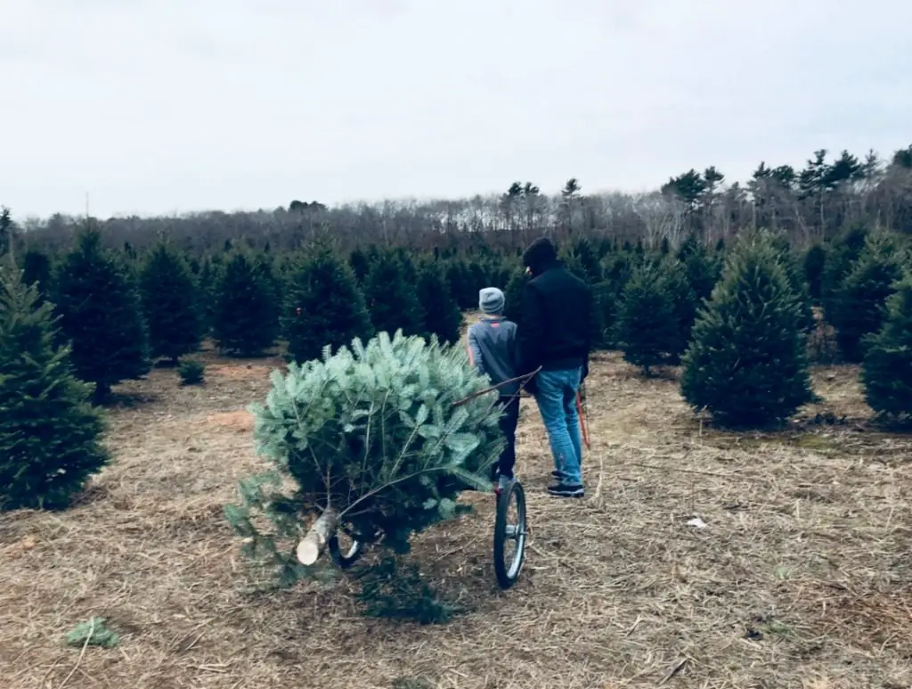 Where To Cut Your Own Christmas Tree - 8 Basic Places