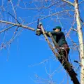 How To Find Tree Cutting Service Near Me: Best 2 Services