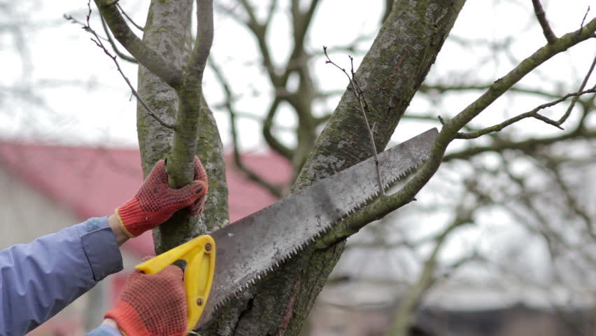 6+Who is Responsible For Cutting Overhanging Tree Branches? 