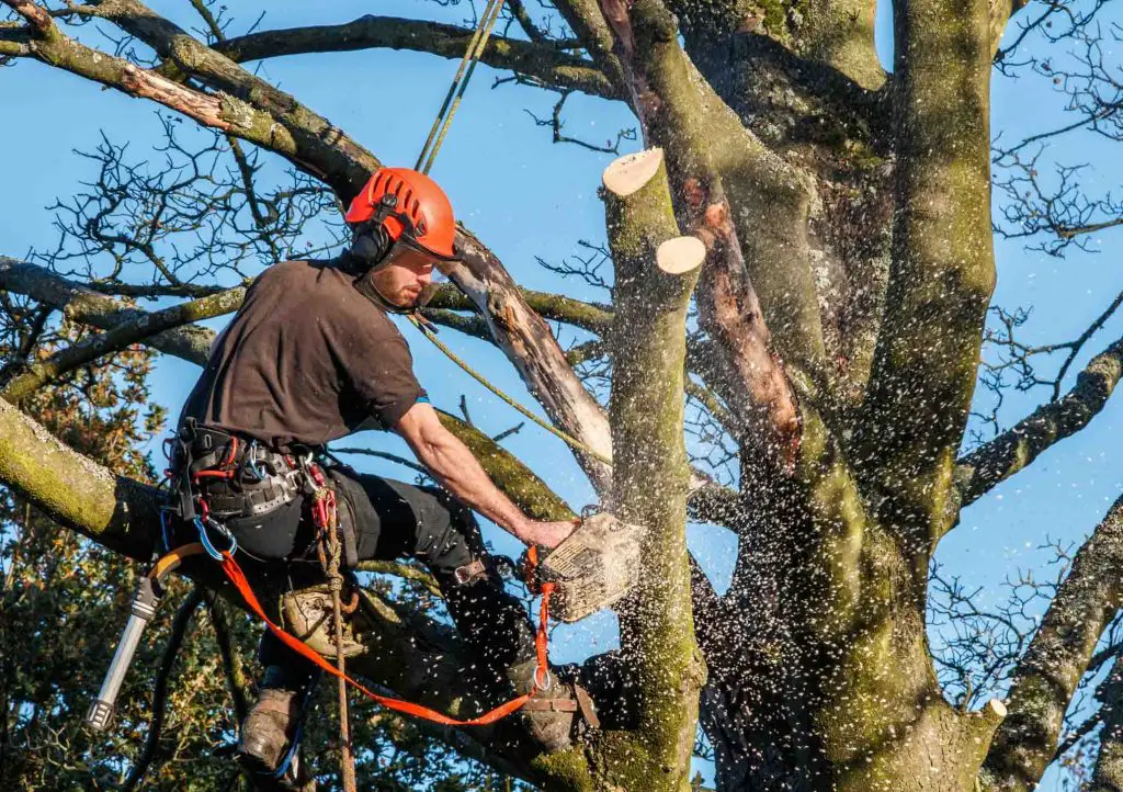 How to Cut a Tree Down Close to a House - 5 Important Tips