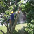 How Much Does Tree Trimming Cost - Best Cost Guide in 2021