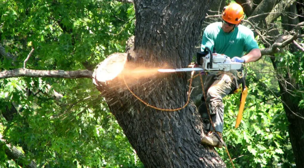 Tree Trimming Services in Westwood NJ | DHI4U