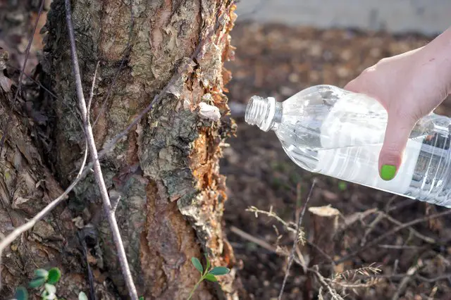 7 Secret Tricks How To Kill A Tree Without Cutting It Down