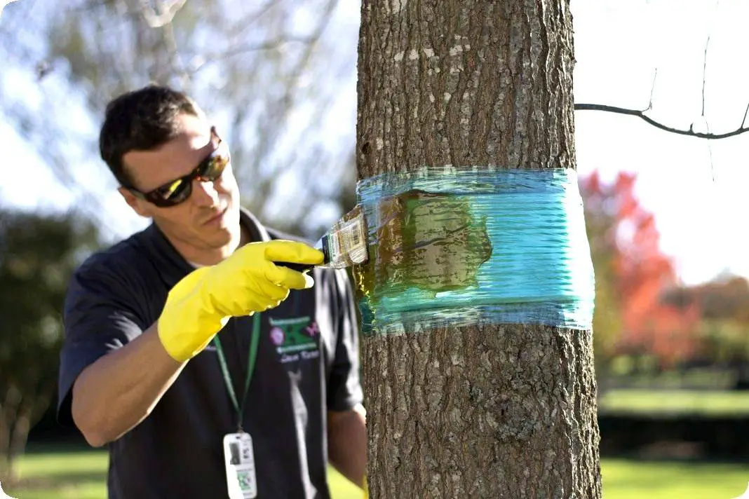 7 Secret Tricks How To Kill A Tree Without Cutting It Down
