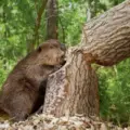 How Beaver Cutting Down Tree: Many Amazing Facts (2021)