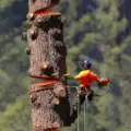 Tree Cutting Techniques - 9+Best Detailed Manual [2021]
