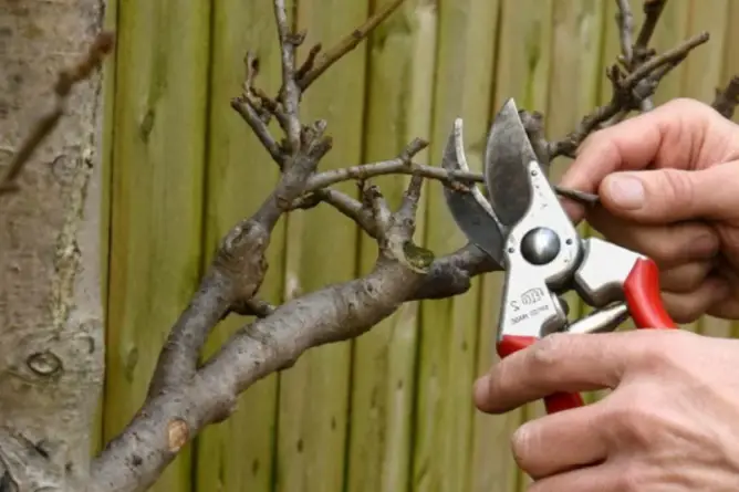 How to stop tree branches from growing back