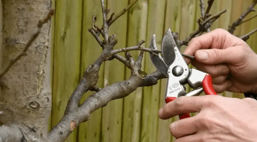 How to stop tree branches from growing back