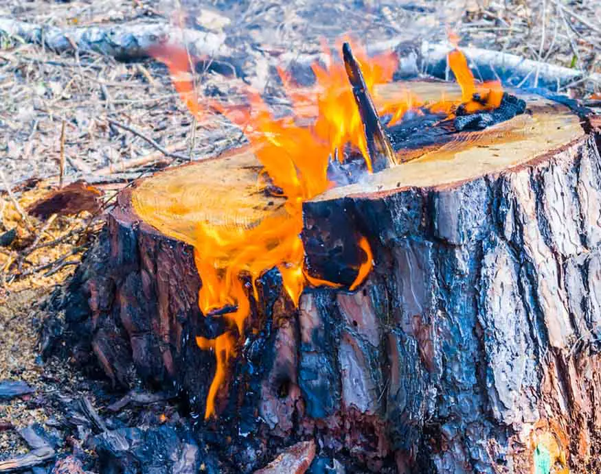 how to get rid of a tree stump with charcoal