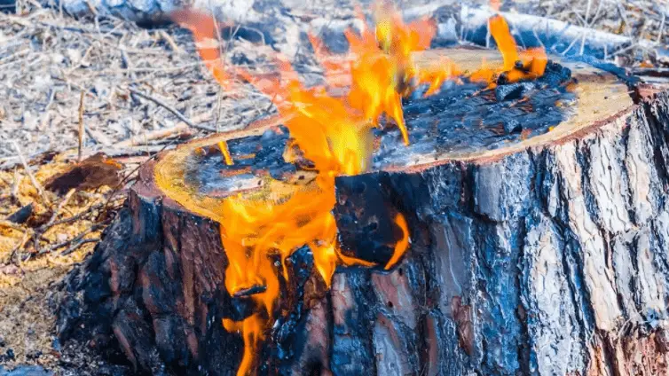 how to burn a stump with diesel