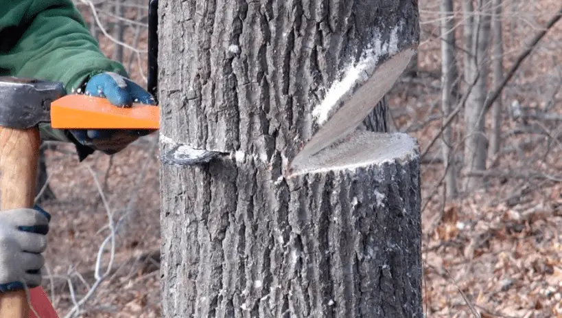 How to cut a leaning tree in the opposite direction