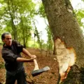 How to cut a leaning tree in the opposite direction