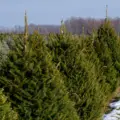 Cut your own Christmas tree farms near me