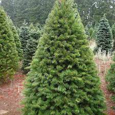 Cut your own Christmas tree farms near me