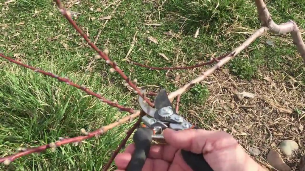 How to Correctly Pruning Nectarine Trees