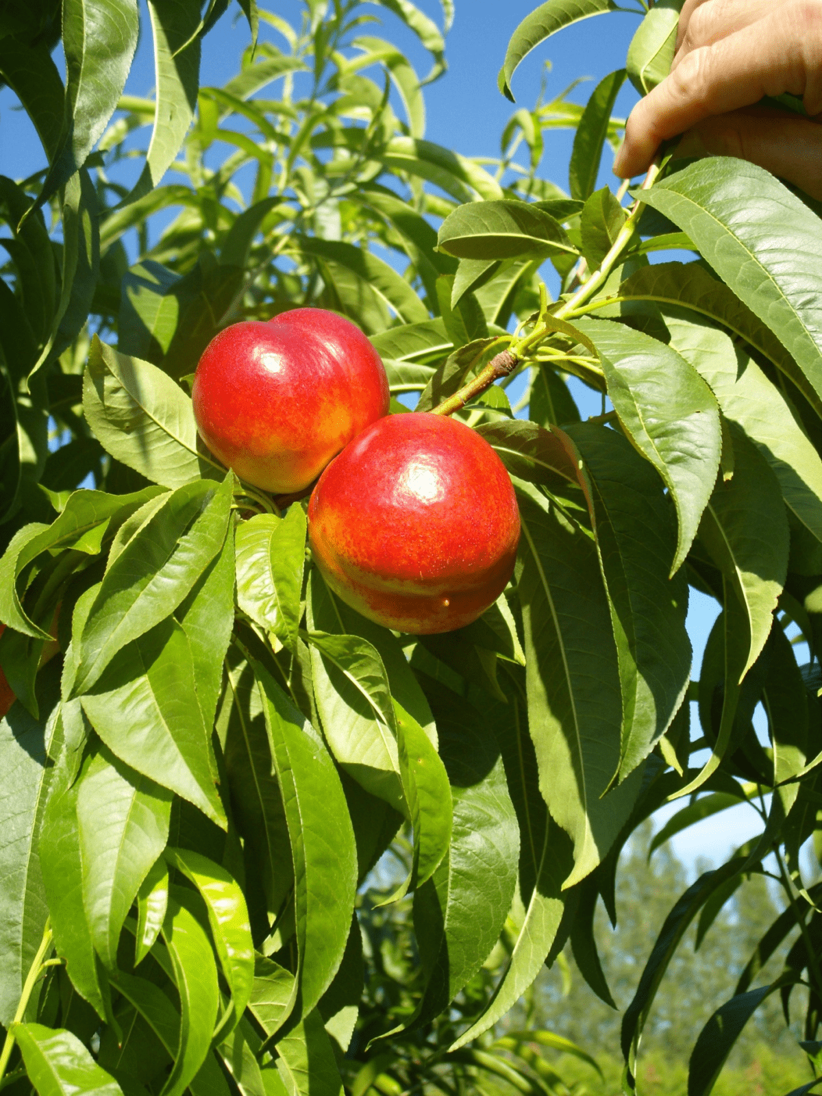 Pruning Nectarine Trees