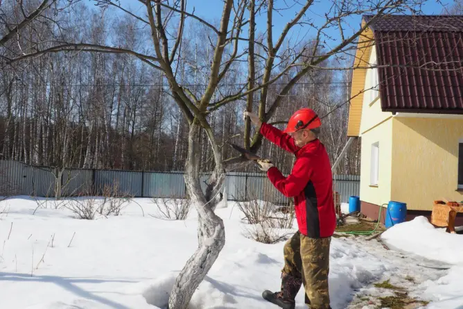 Trimming Trees in Winter