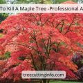 How To Kill A Maple Tree Professional Advice