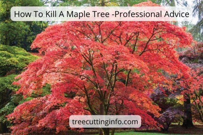 How To Kill A Maple Tree Professional Advice