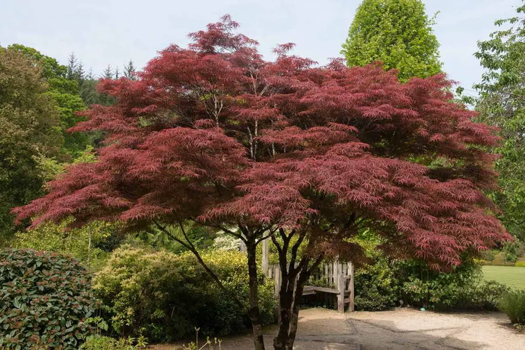 How to Grow Japanese Maples Feature