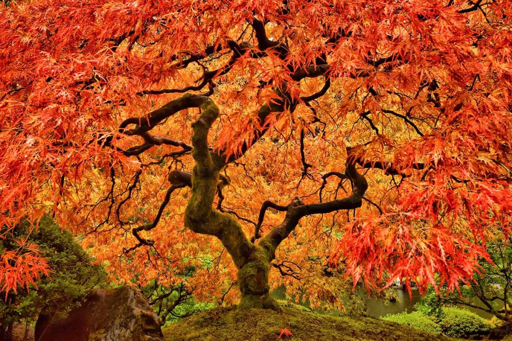 How to Grow Maple Trees Feature