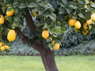 Pruned lemon tree