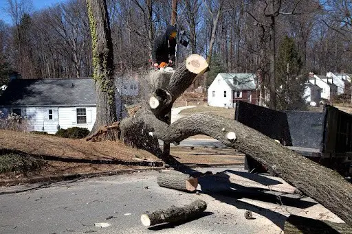 The dangers of DIY tree cutting