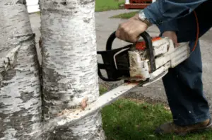 How to get a tree cut down for free