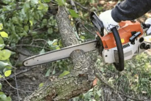 How to get a tree cut down for free