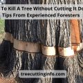 How To Kill A Tree Without Cutting It Down? Tips From Experienced Foresters
