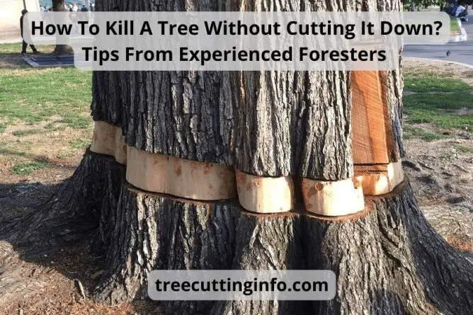 How To Kill A Tree Without Cutting It Down? Tips From Experienced Foresters