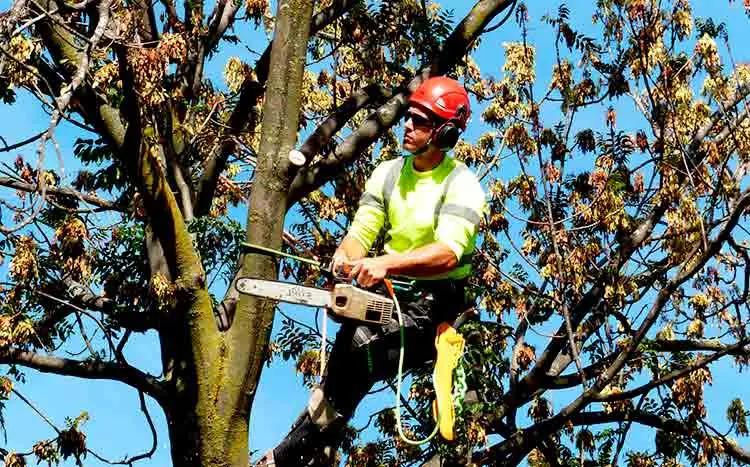 Finding A Local Tree Removal Service