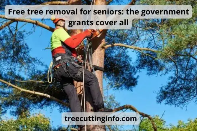 Free tree removal for seniors: the government grants