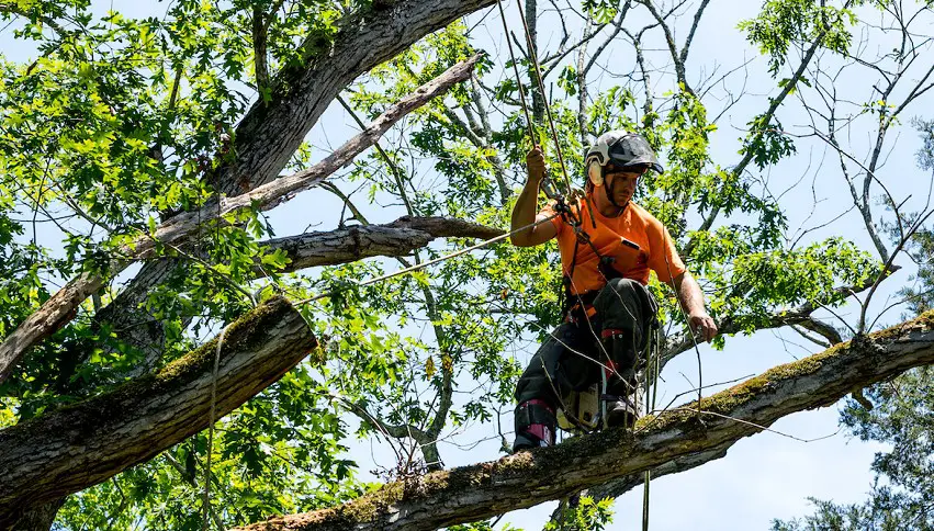 how to negotiate tree removal 