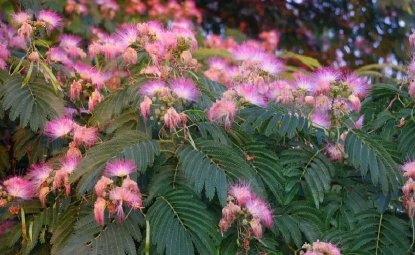 how to get rid of mimosa tree