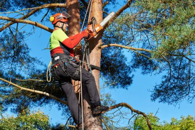 Free tree removal for seniors: the government grants