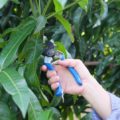 How To Pruning A Mango Tree: Best Helpful Advices