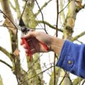 Pruning a birch tree: Best Smart tips for the arborists