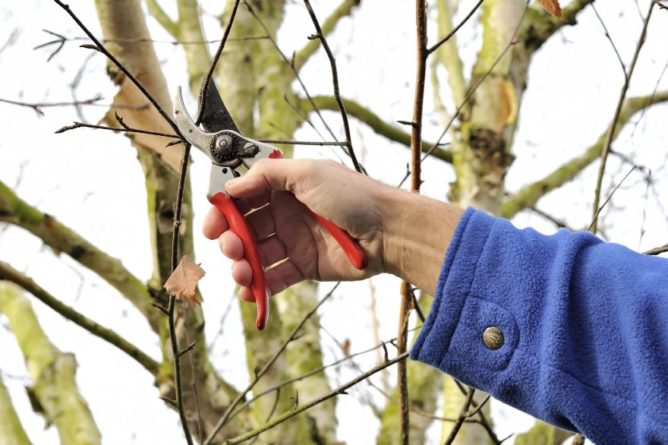 Pruning a birch tree: Best Smart tips for the arborists