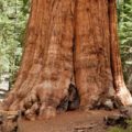 How Much Do Trees Weigh: Best Helpful Tips & Top Guide