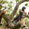 How To Negotiate Tree Removal: Best Helpful Advices