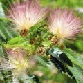 How To Get Rid Of Mimosa Tree: Best Helpful Advices