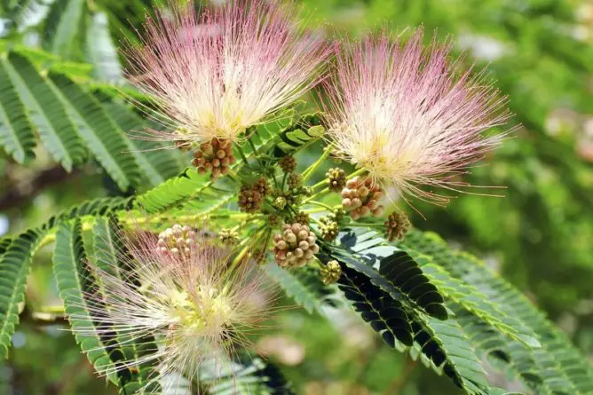 How To Get Rid Of Mimosa Tree: Best Helpful Advices